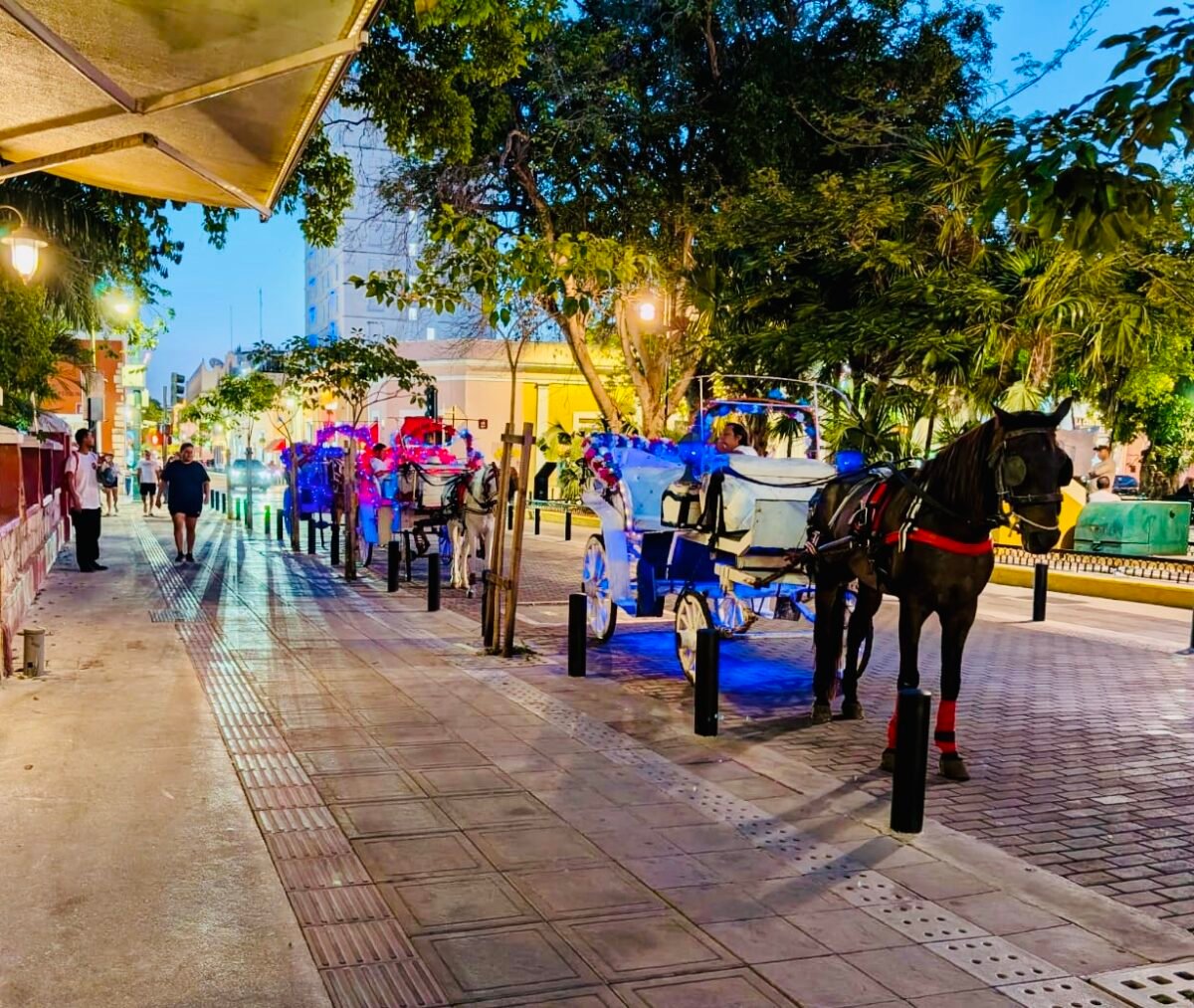 Horse drawn carriages on Calle 60 across from Santa Lucia park Merida Mexico