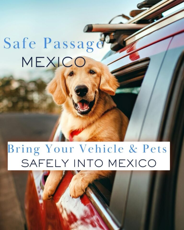 Dog with his head outside the car, driving in Mexico